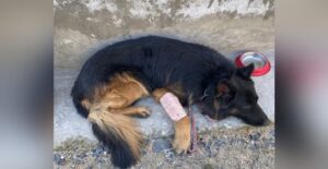 गोली लगने के बाद भी नहीं मानी हार! किश्तवाड़ एनकाउंटर का असली हीरो बना स्निफर डॉग ‘टाइसन’