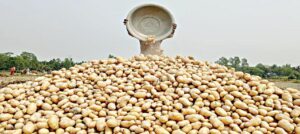 आलू के दाम ने किसानों के आँखों में लाया आंसू, क्या हुगली का गुस्सा बिगाड़ेगा चुनावी समीकरण?