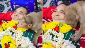 इंसानियत को शर्मसार कर गई जानवर की ममता! मृत वृद्धा के गले लगकर रोया बंदर, वीडियो देख रो पड़ा इंटरनेट